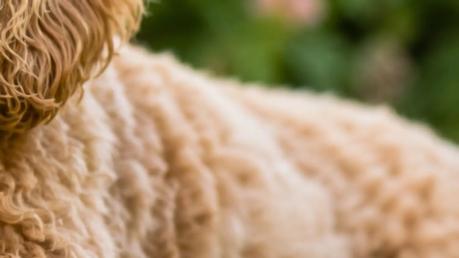 Close-up of the wavy, curly coat of an apricot Australian Cobberdog