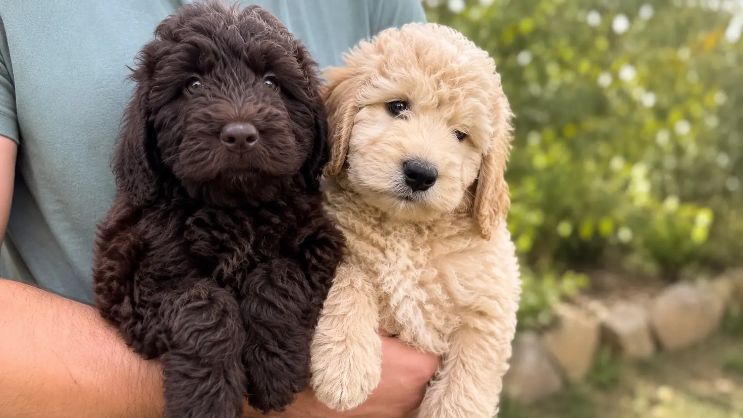 Two Australian Cobberdog puppies, one chocolate and one cream, held in a person's arms